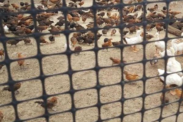 养殖土工格栅：解析使用方法与优势  第1张